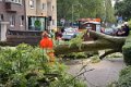 Feuerwehr_Baum   033